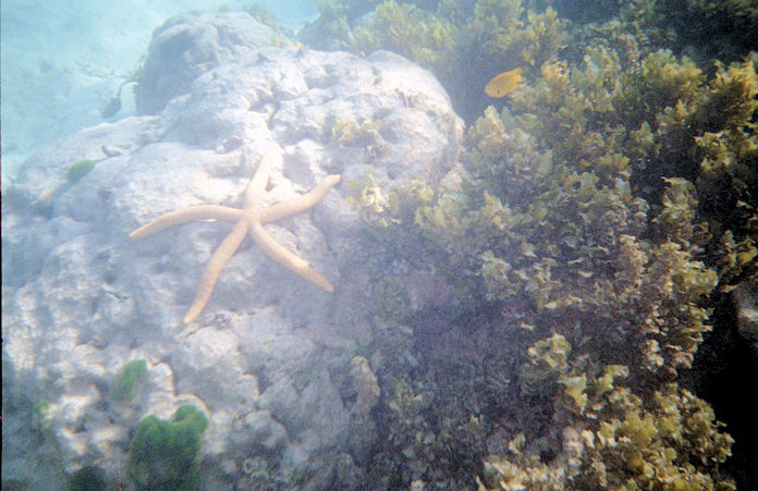 Seychellen Unterwasser-021.jpg